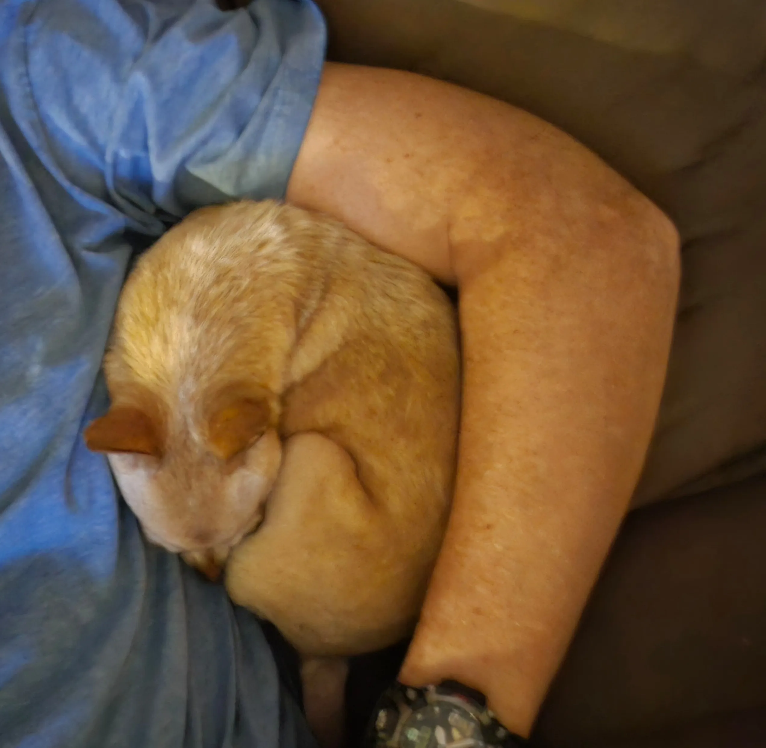 Penny the chihuahua tucked into Georgia's arm, asleep.